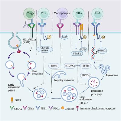 The significance of targeting lysosomes in cancer immunotherapy